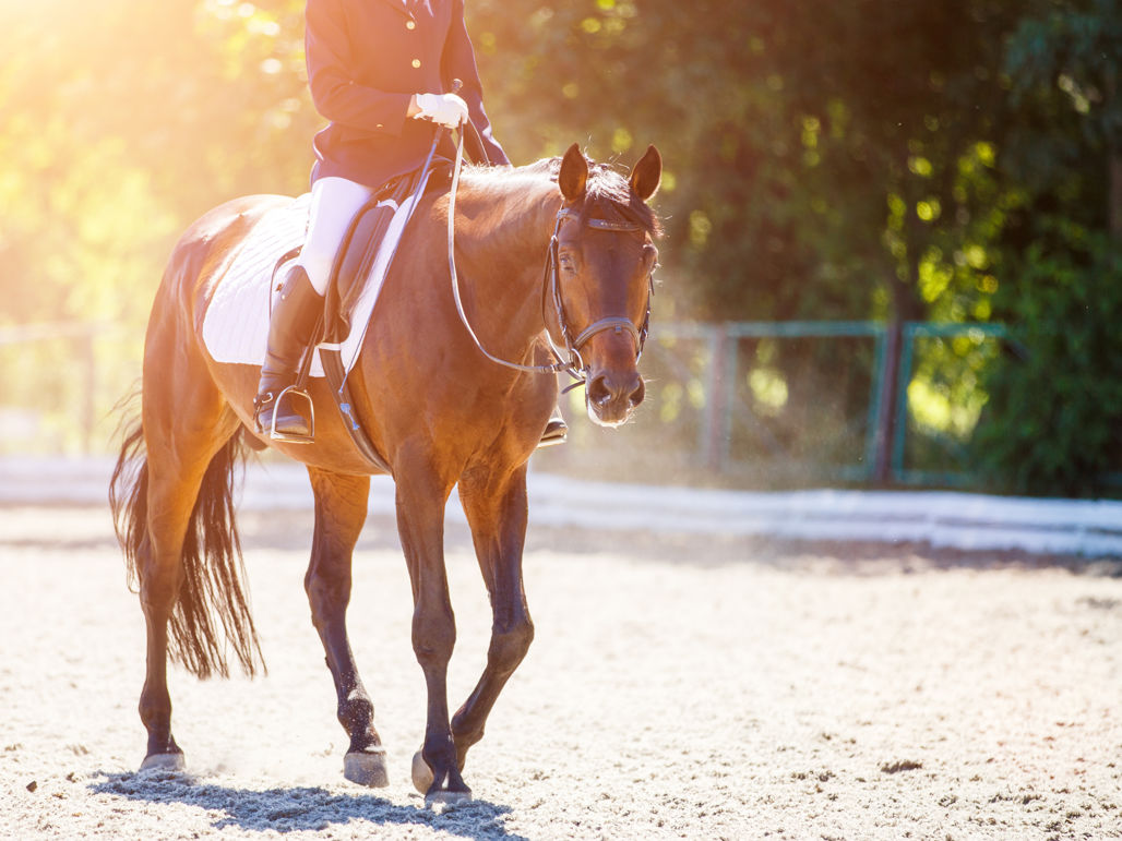 En häst som skrittar avslappnat i en paddock med en tävlingsklädd ryttare på ryggen