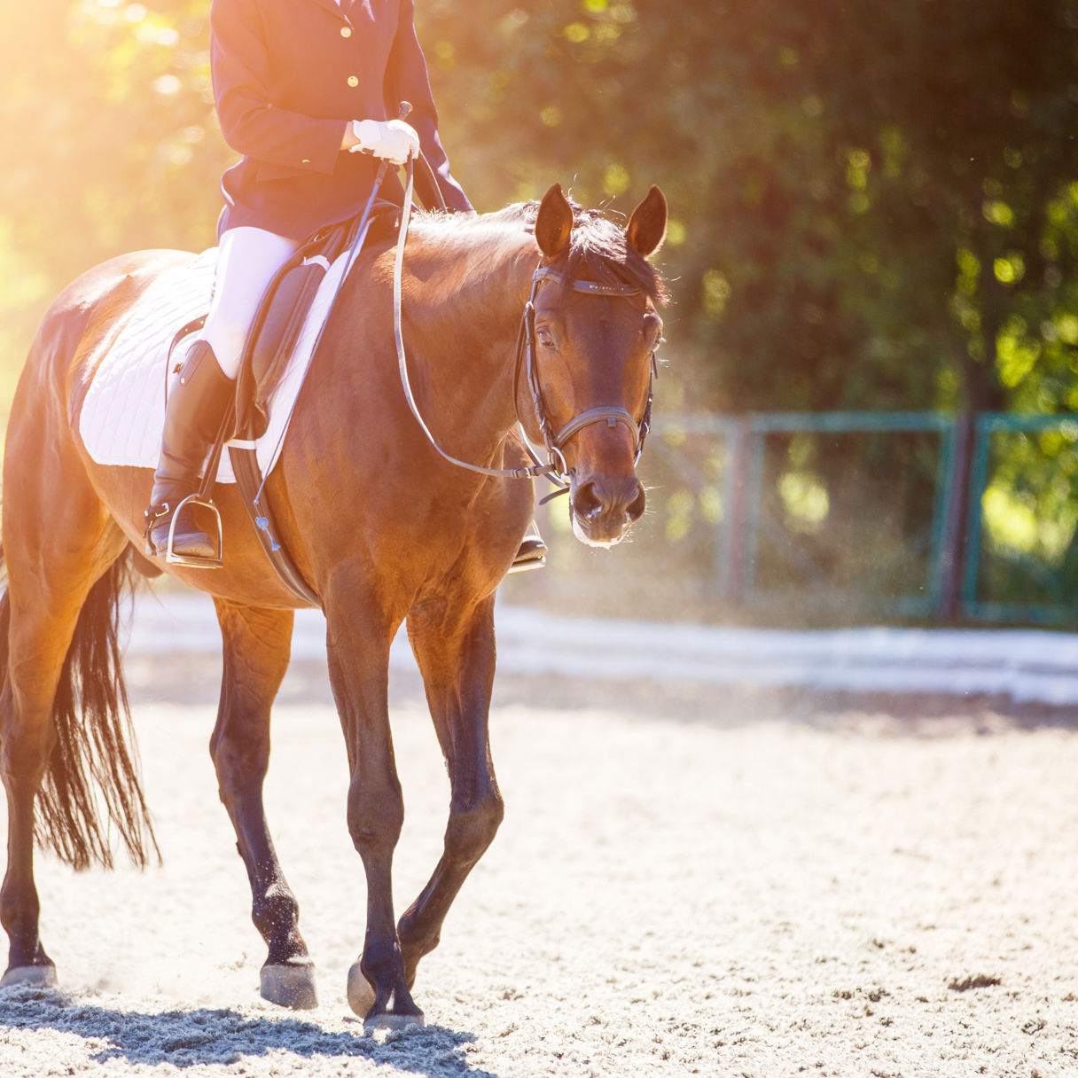 En häst som skrittar avslappnat i en paddock med en tävlingsklädd ryttare på ryggen