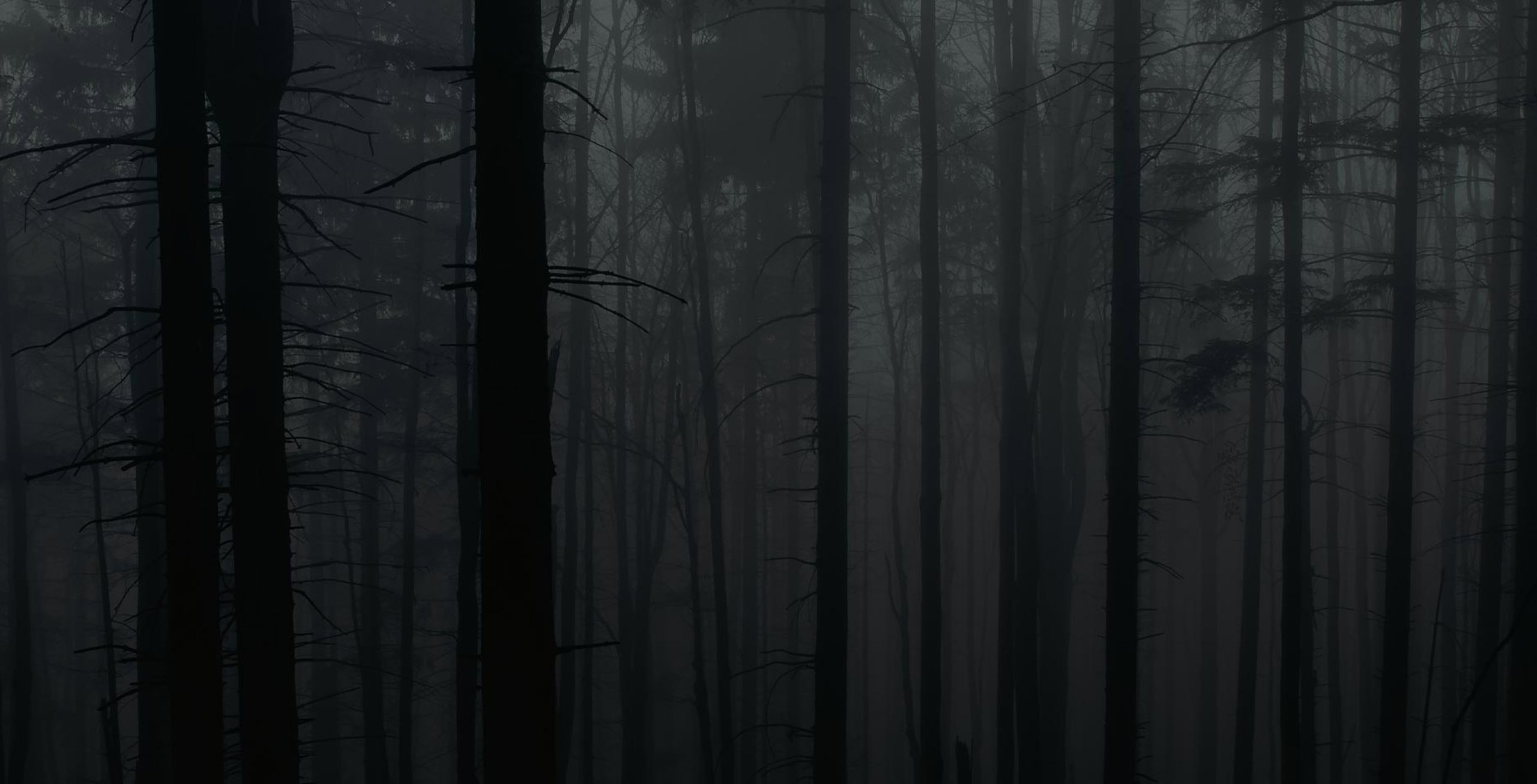 Mörk och dimmig skog med höga träd i silhuett – kuslig stämning.