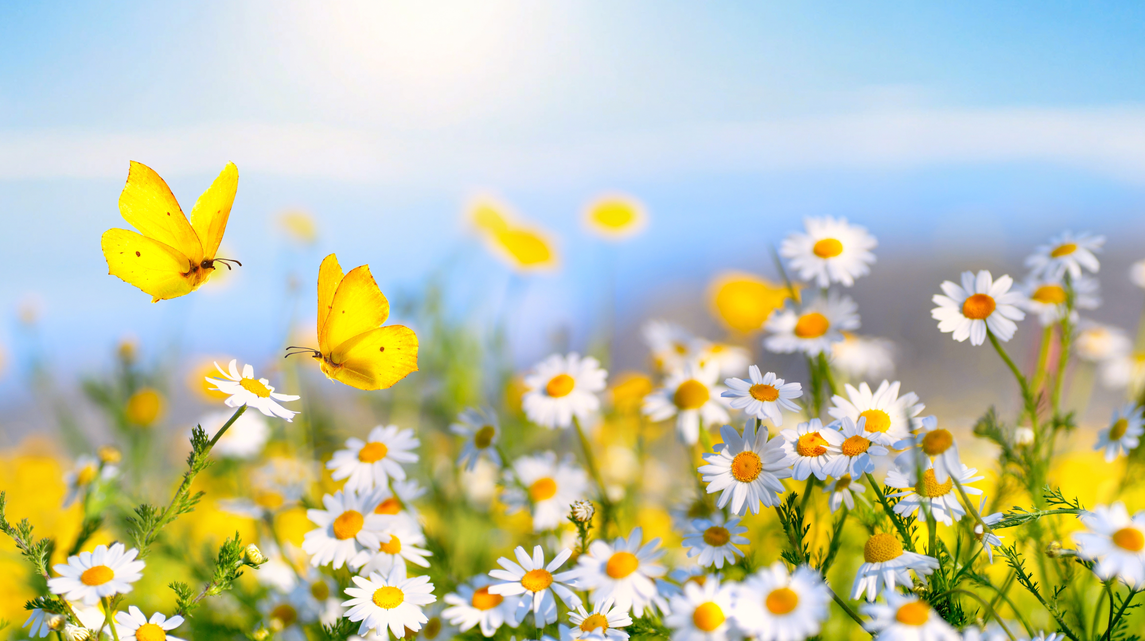 En äng med blommor och fjärilar