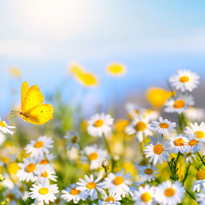 En äng med blommor och fjärilar