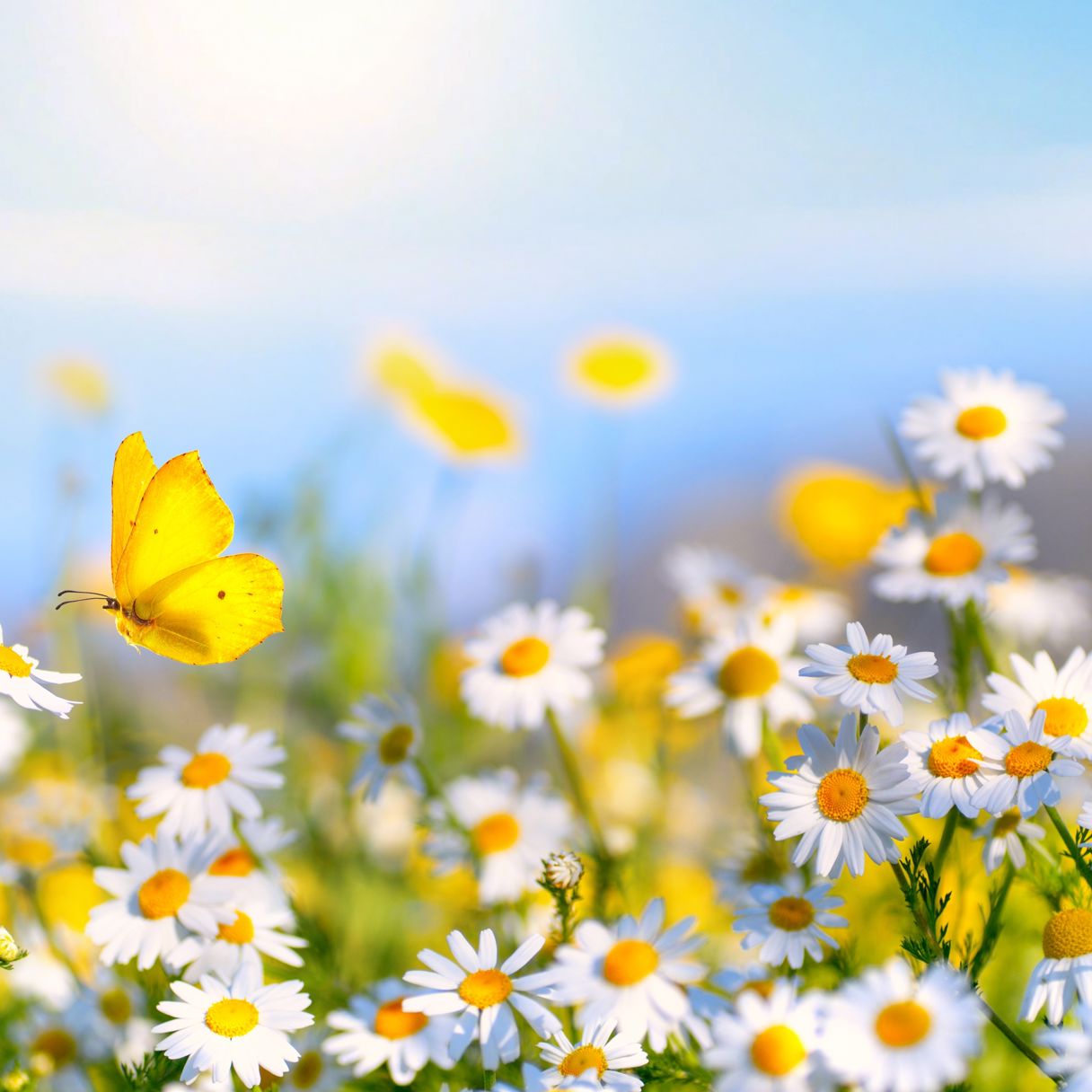 En äng med blommor och fjärilar